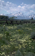 yellowstone wildflowers mountains 2 1980s 1990s A4 Photo Print