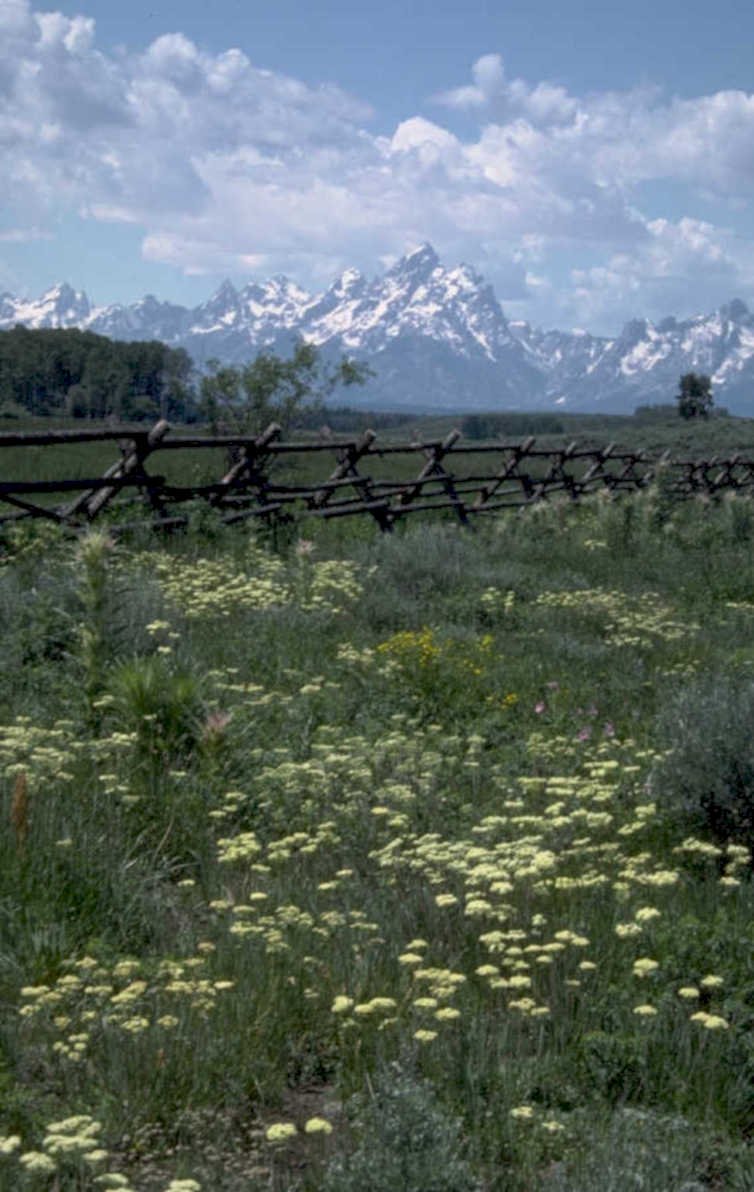 yellowstone wildflowers mountains 2 1980s 1990s A4 Photo Print