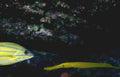 yellowstripe needlefish reef Vintage A4 Photo Print