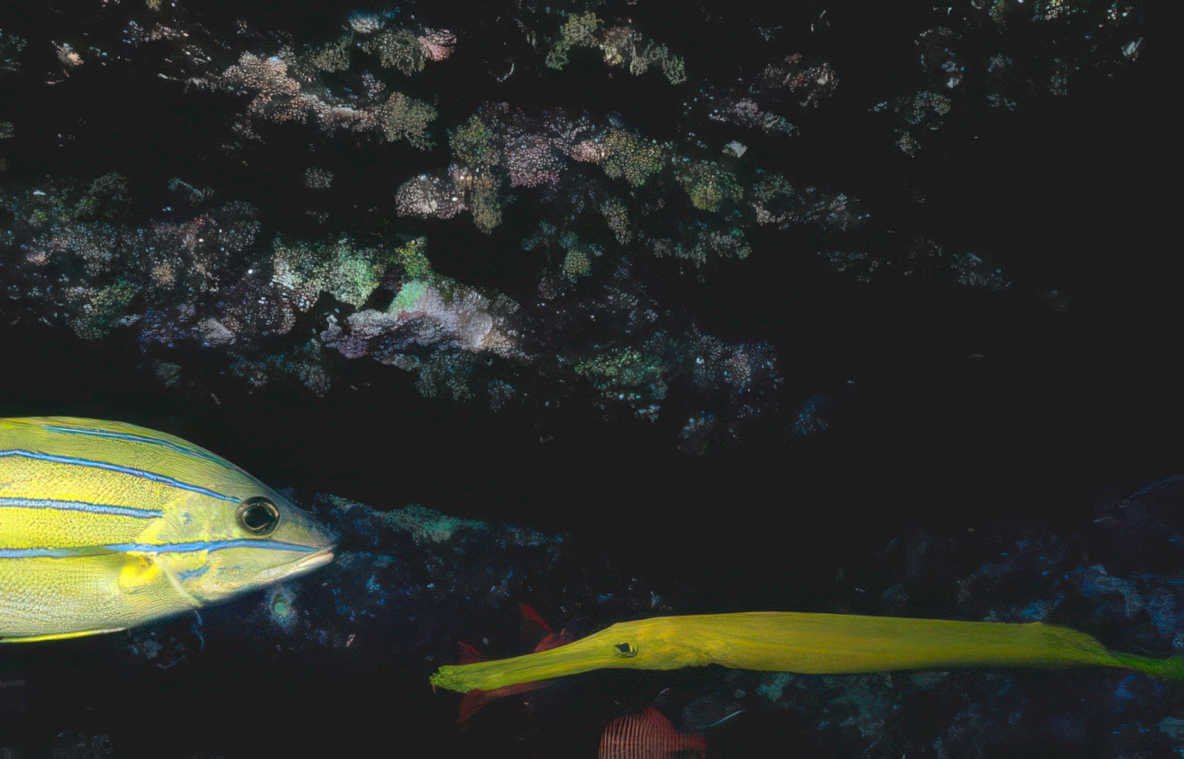 yellowstripe needlefish reef Vintage A4 Photo Print