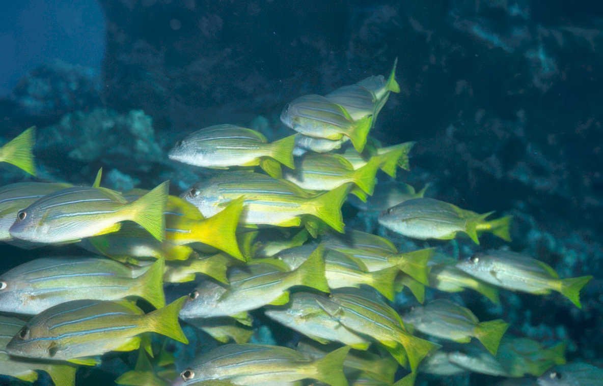 yellowstripe snapper reef Vintage A4 Photo Print