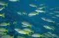 yellowtail snapper fish Vintage A4 Photo Print