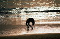 yoga handstand sunset1980s 1990s A4 Photo Print
