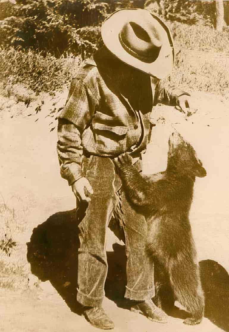 yosemite bear 1930s Vintage world war A4 Photo Print