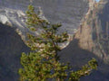 yosemite pine cliff1980s 1990s A4 Photo Print