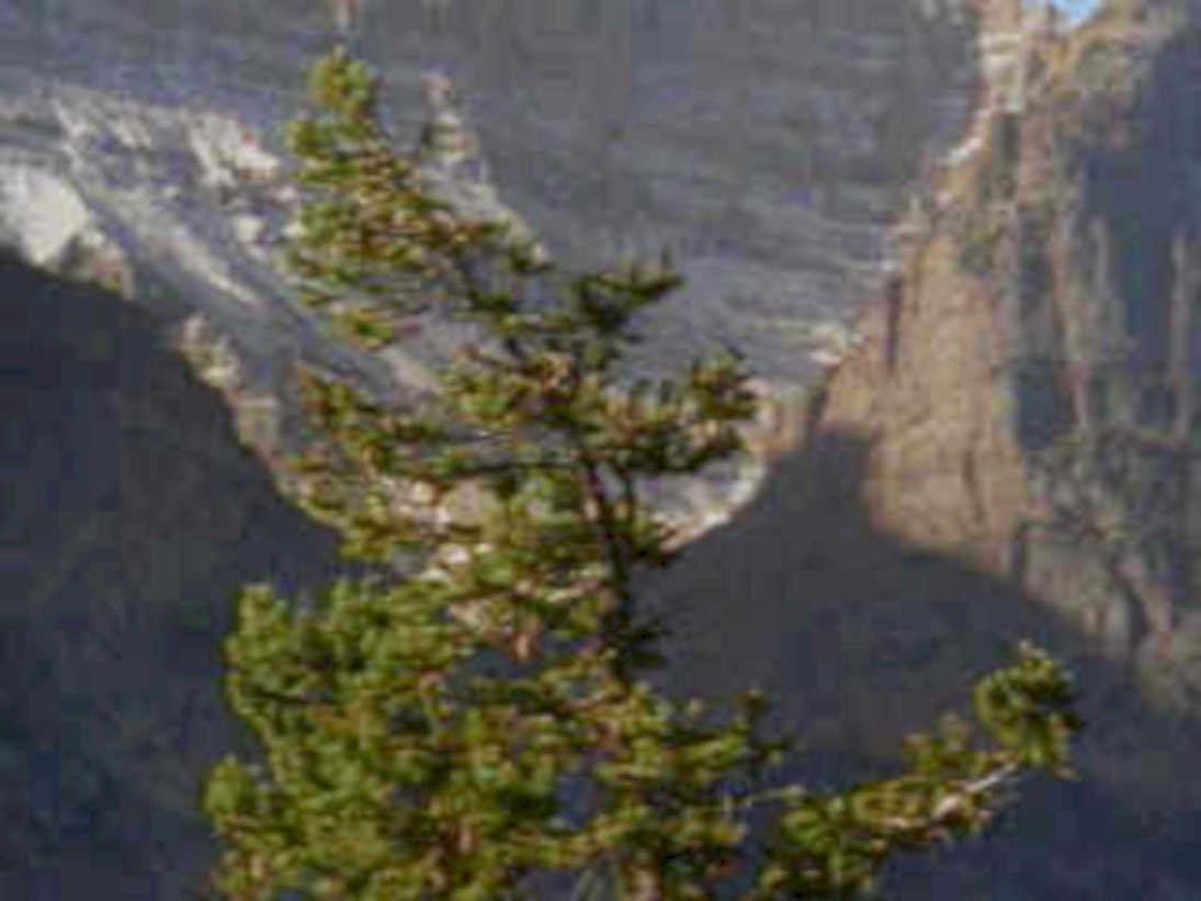 yosemite pine cliff1980s 1990s A4 Photo Print