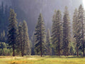 yosemite pine meadow1980s 1990s A4 Photo Print
