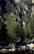 yosemite riverbank birch Vintage A4 Photo Print