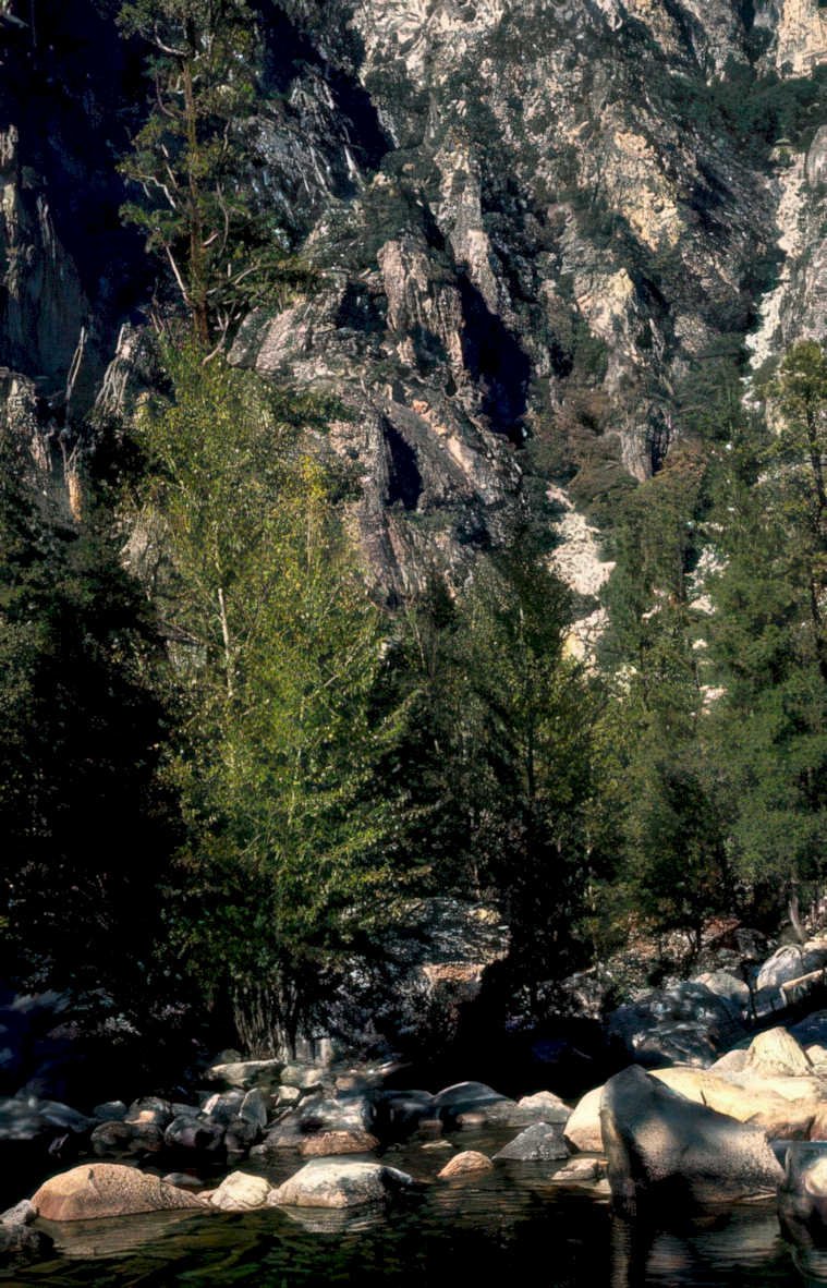 yosemite riverbank birch Vintage A4 Photo Print