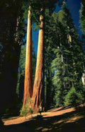 yosemite sequoias hiker Vintage A4 Photo Print