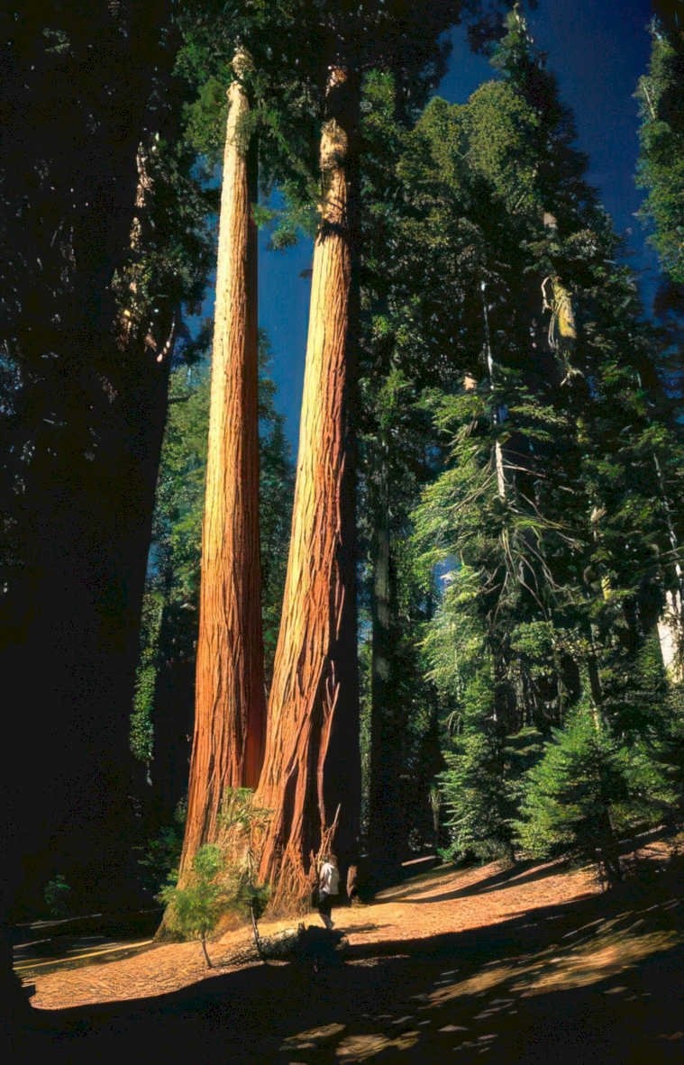 yosemite sequoias hiker Vintage A4 Photo Print
