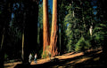 yosemite sequoias valley Vintage A4 Photo Print