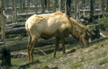 young elk yellowstone Vintage A4 Photo Print
