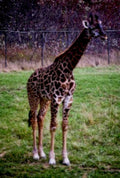 young giraffe autumn1980s 1990s A4 Photo Print