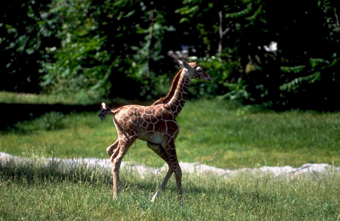young giraffe zoo1980s 1990s A4 Photo Print