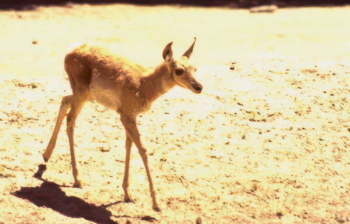 young hartbeest savanna Vintage A4 Photo Print