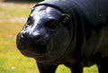 young hippo portrait1980s 1990s A4 Photo Print