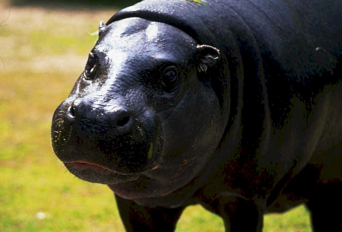 young hippo portrait1980s 1990s A4 Photo Print