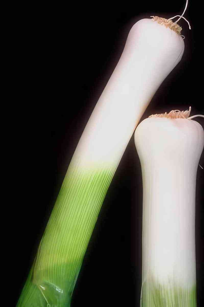 young leeks white A4 Photo Print