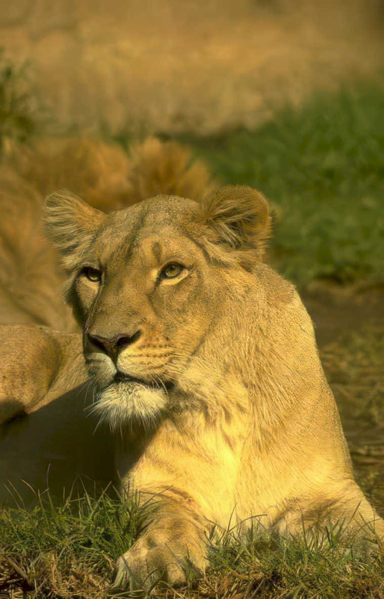 young lion portrait Vintage A4 Photo Print