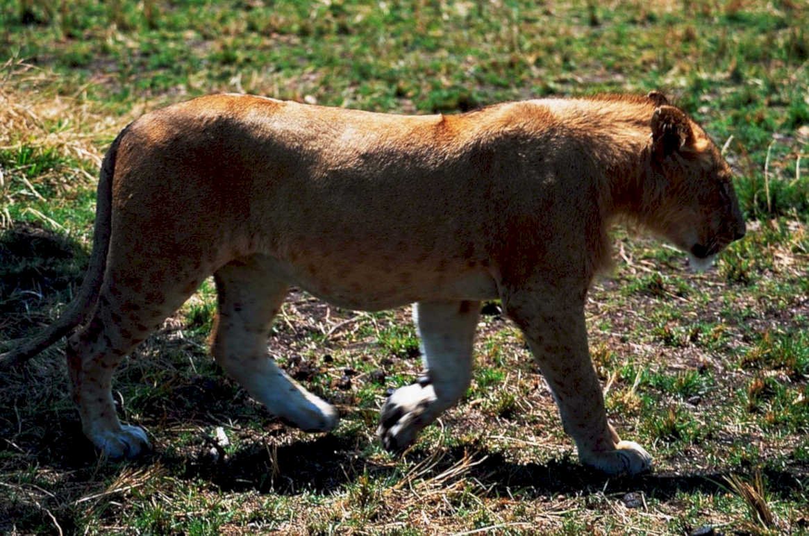 young lion savanna1980s 1990s A4 Photo Print