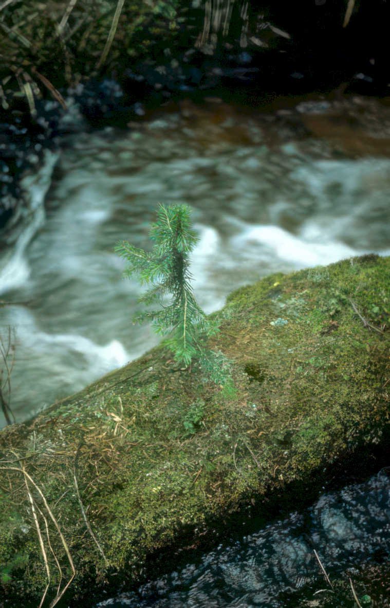young pine tree Vintage A4 Photo Print