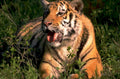 young tiger goldenhour 1980s 1990s A4 Photo Print