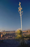 yucca flower sky Vintage A4 Photo Print