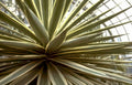 yucca rostrate leaves Vintage A4 Photo Print