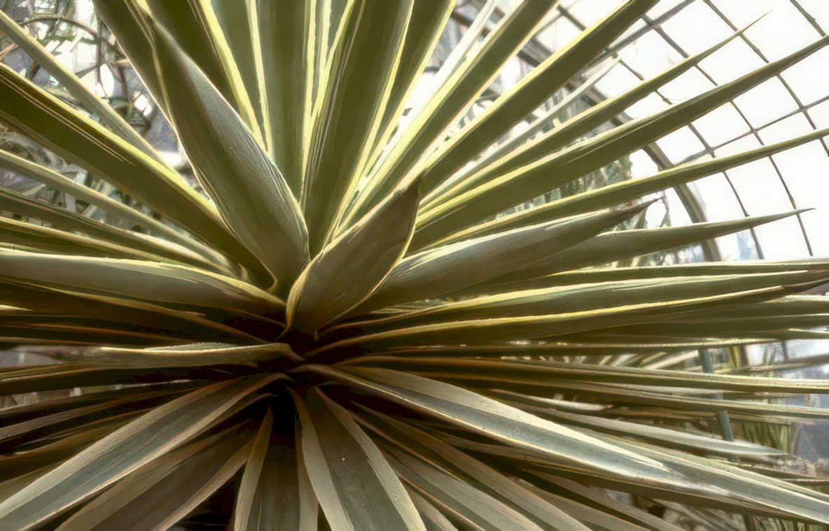 yucca rostrate leaves Vintage A4 Photo Print