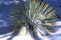 yucca snow desert 1980s 1990s A4 Photo Print