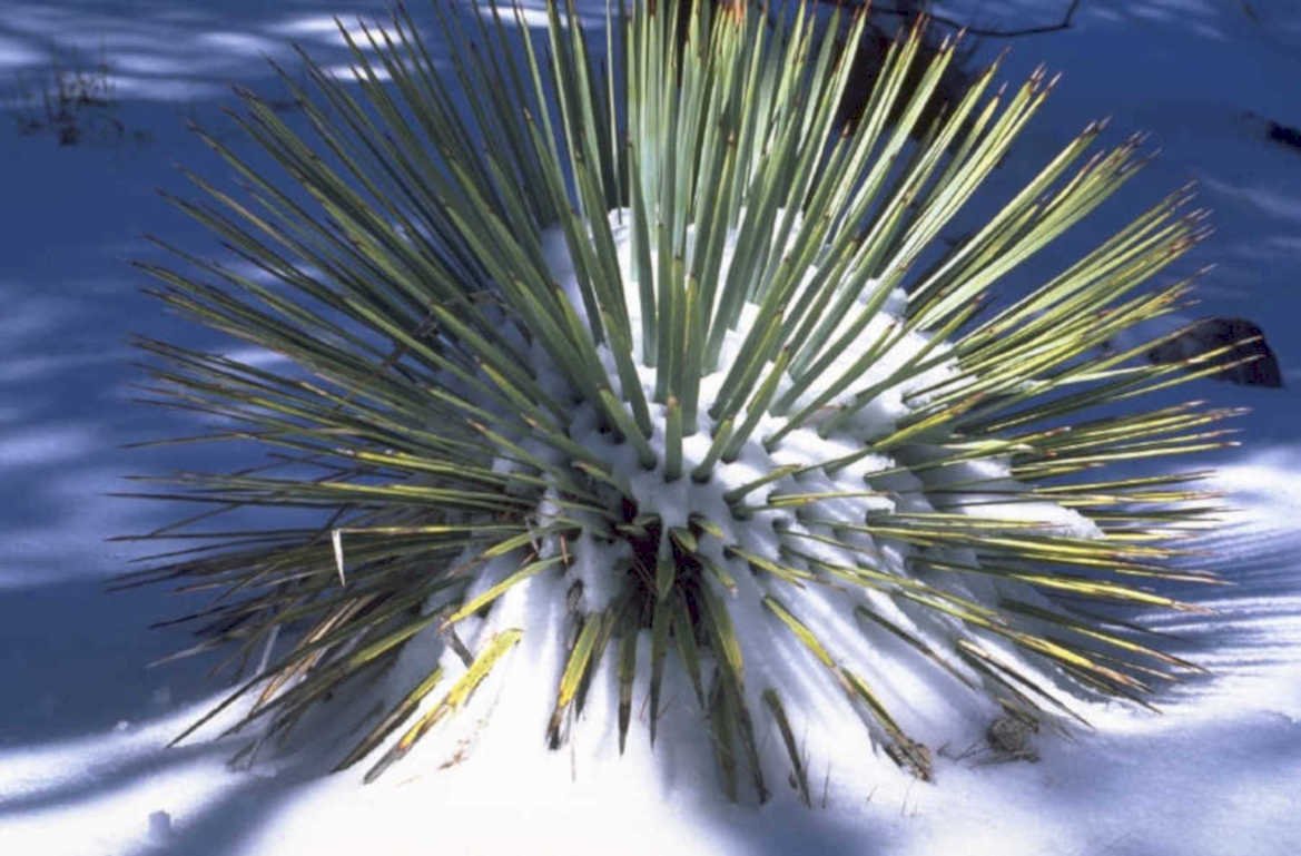 yucca snow desert 1980s 1990s A4 Photo Print
