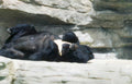 yunnan panda rock Vintage A4 Photo Print