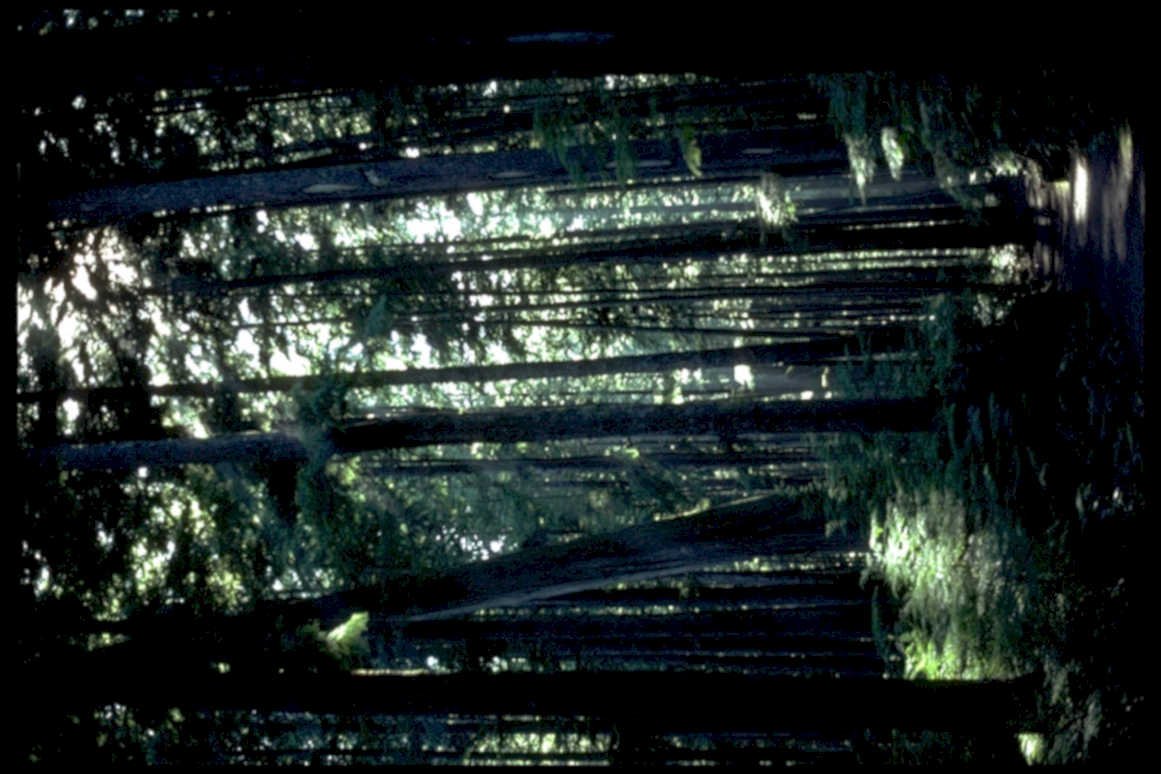 yunnanriceterraces dappledlight1980s 1990s A4 Photo Print