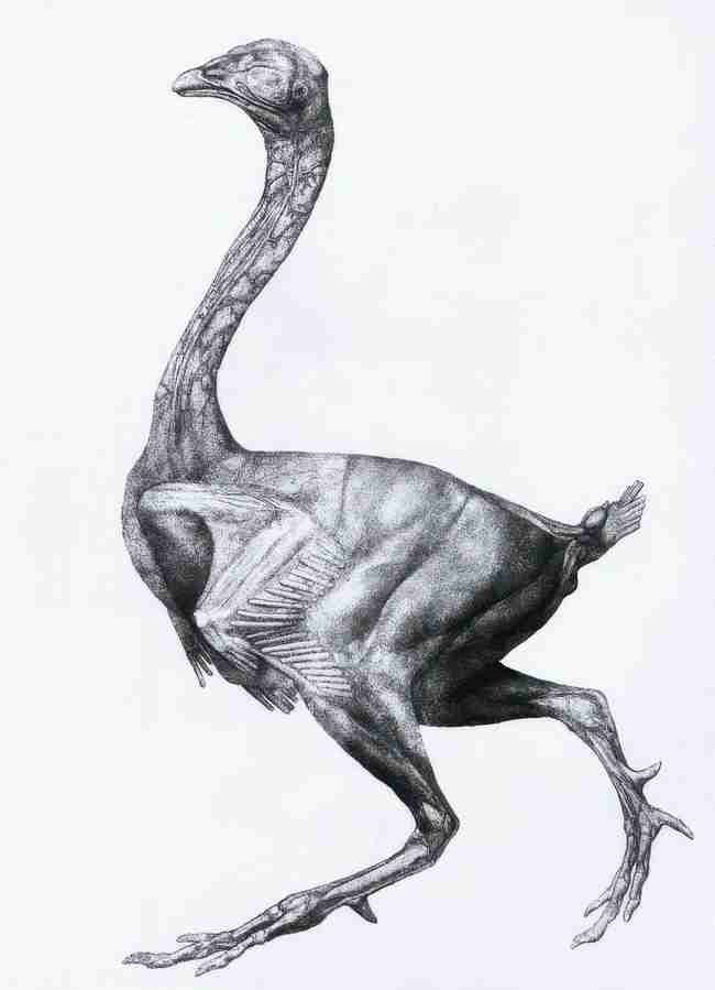 z bird Art A4 Photo Print
