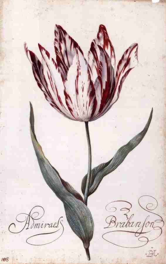z tulip Art A4 Photo Print