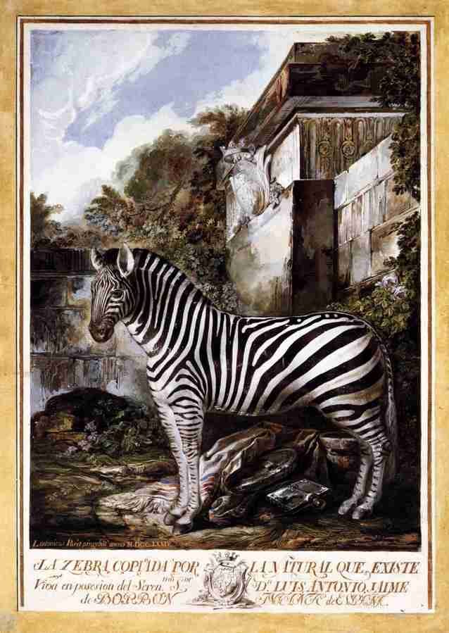 zebra Art A4 Photo Print