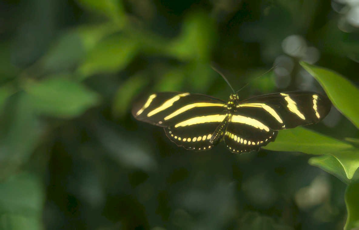 zebra butterfly leaf Vintage A4 Photo Print