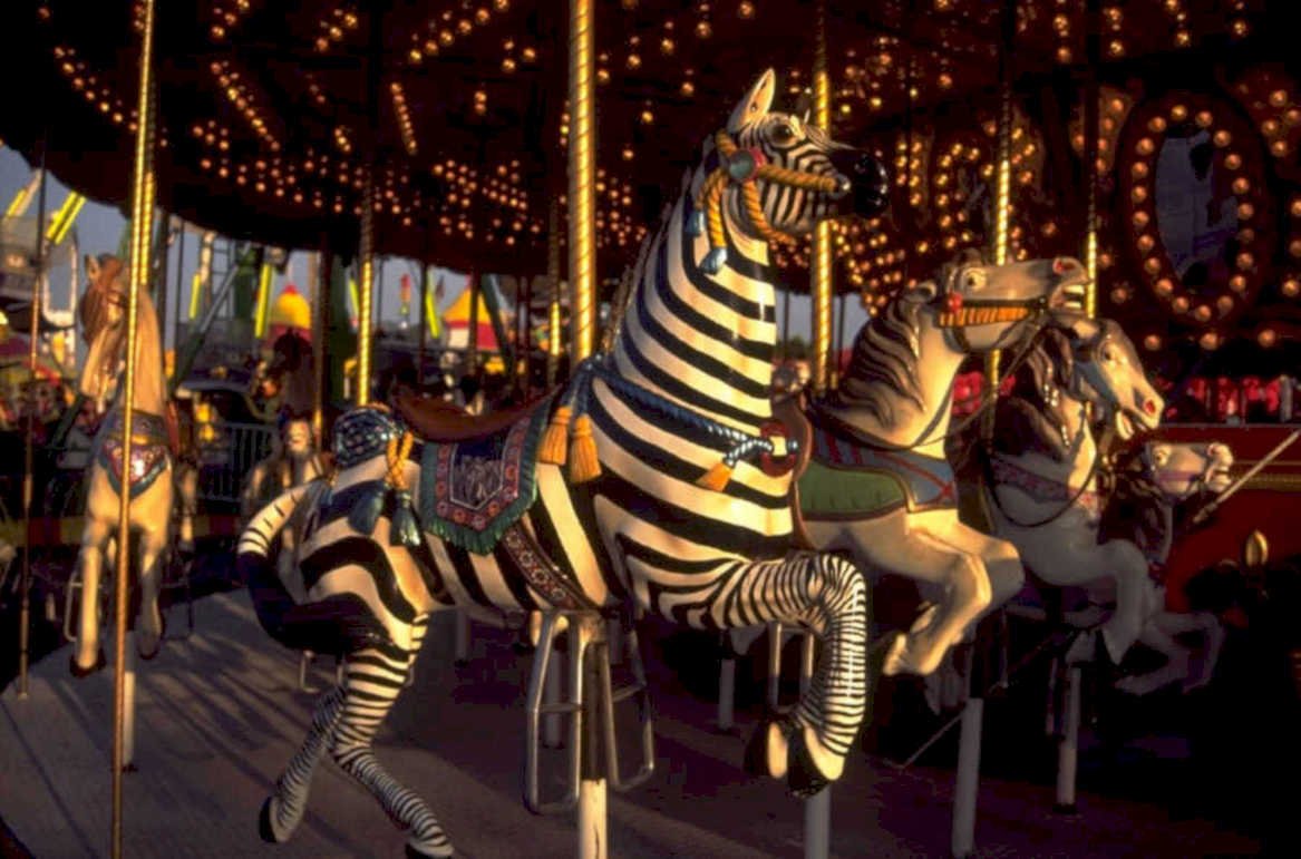 zebra carousel county 1980s 1990s A4 Photo Print