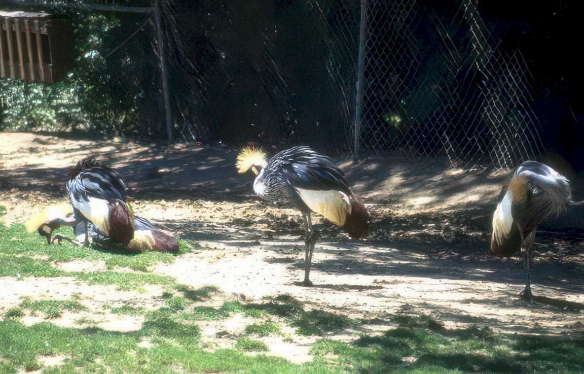 zebra crane los Vintage A4 Photo Print