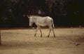 zebra enclosure zambia Vintage A4 Photo Print