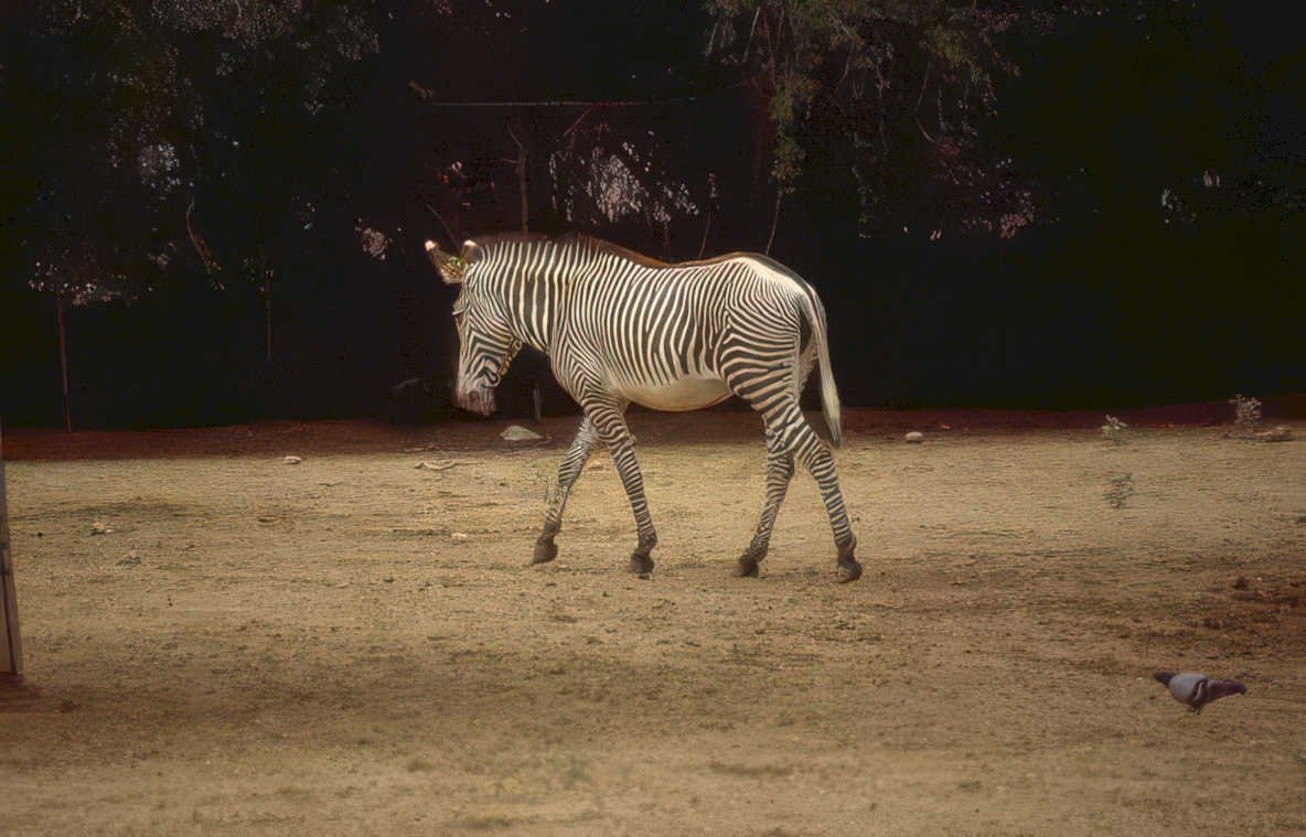 zebra enclosure zambia Vintage A4 Photo Print