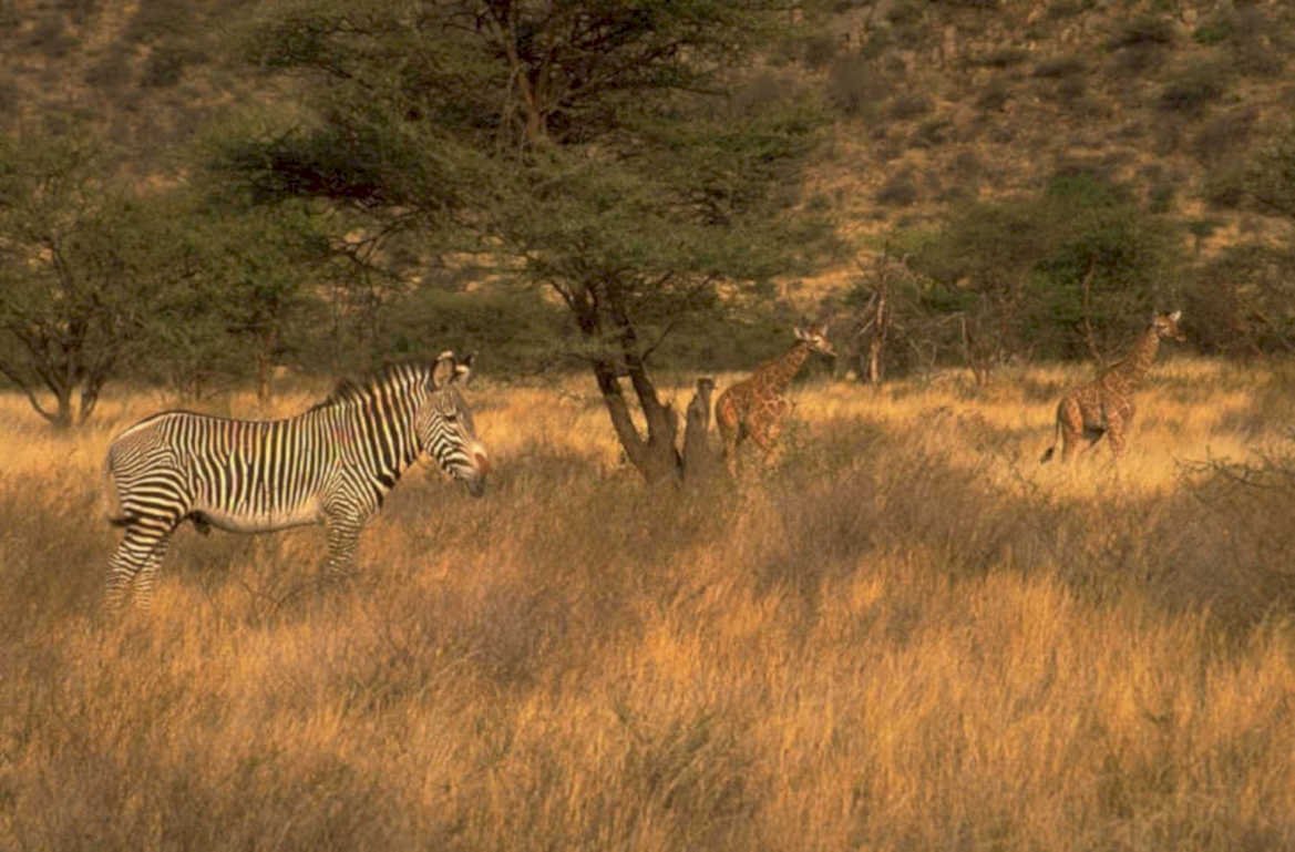 zebra giraffe savanna 1980s 1990s A4 Photo Print