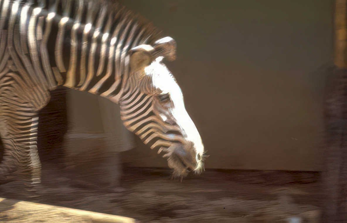 zebra head neck Vintage A4 Photo Print