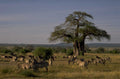 zebra herd baobab 1980s 1990s A4 Photo Print