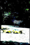 zebra herd savanna Vintage A4 Photo Print