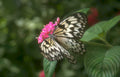 zebra longwing lantana Vintage A4 Photo Print