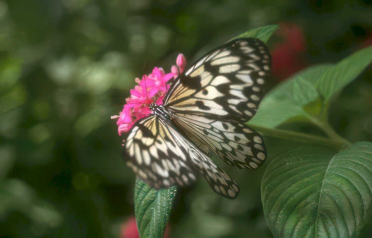 zebra longwing lantana Vintage A4 Photo Print