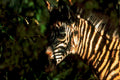 zebra portrait savanna1980s 1990s A4 Photo Print