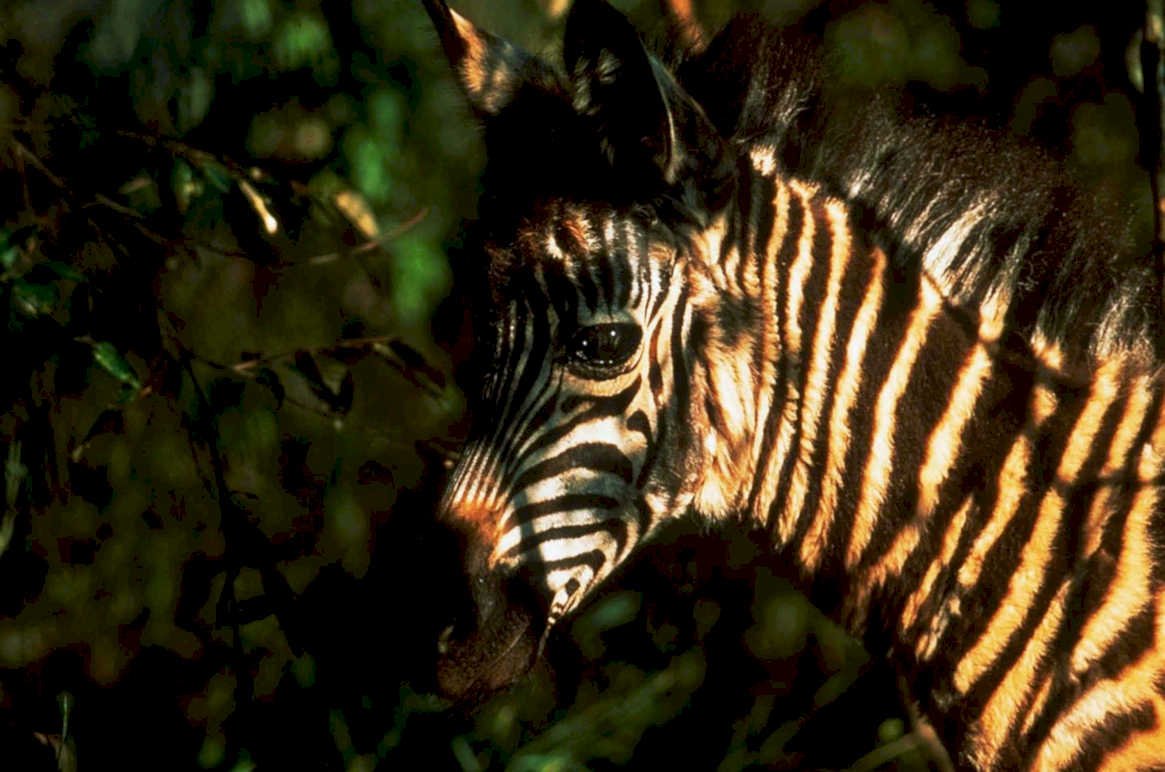 zebra portrait savanna1980s 1990s A4 Photo Print